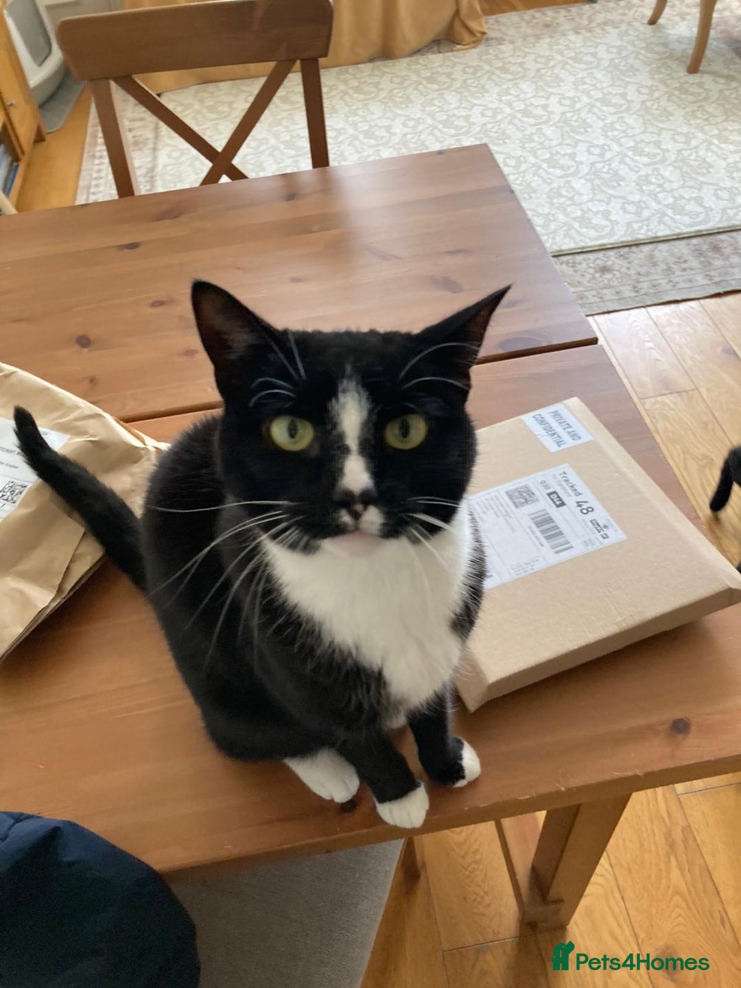 Mixed Breed cats for sale: Tuxedo girl kitty - friendly and playful - Image 5