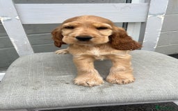 Cocker Spaniel dogs for sale: LAST 3 GIRLS ⭐️⭐️⭐️⭐️⭐️CH BLOODLINES  - Image 26