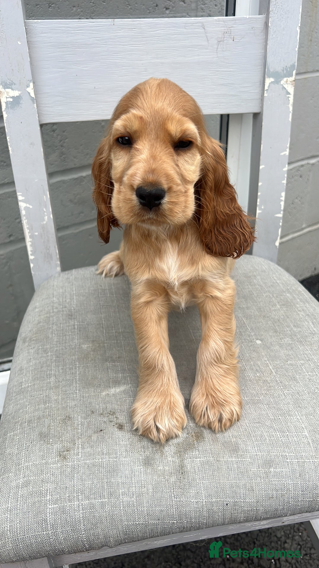 Cocker Spaniel dogs for sale: LAST 3 GIRLS ⭐️⭐️⭐️⭐️⭐️CH BLOODLINES  - Image 26