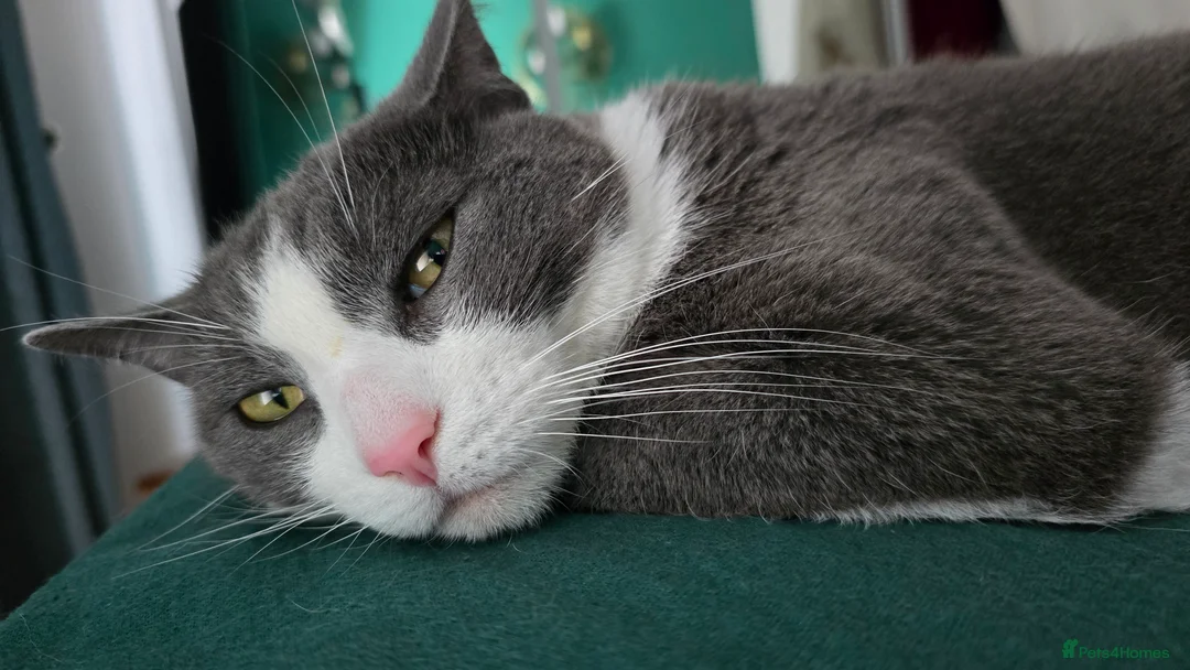 Mixed Breed cats for sale: Juno 7 years old - Advert 11