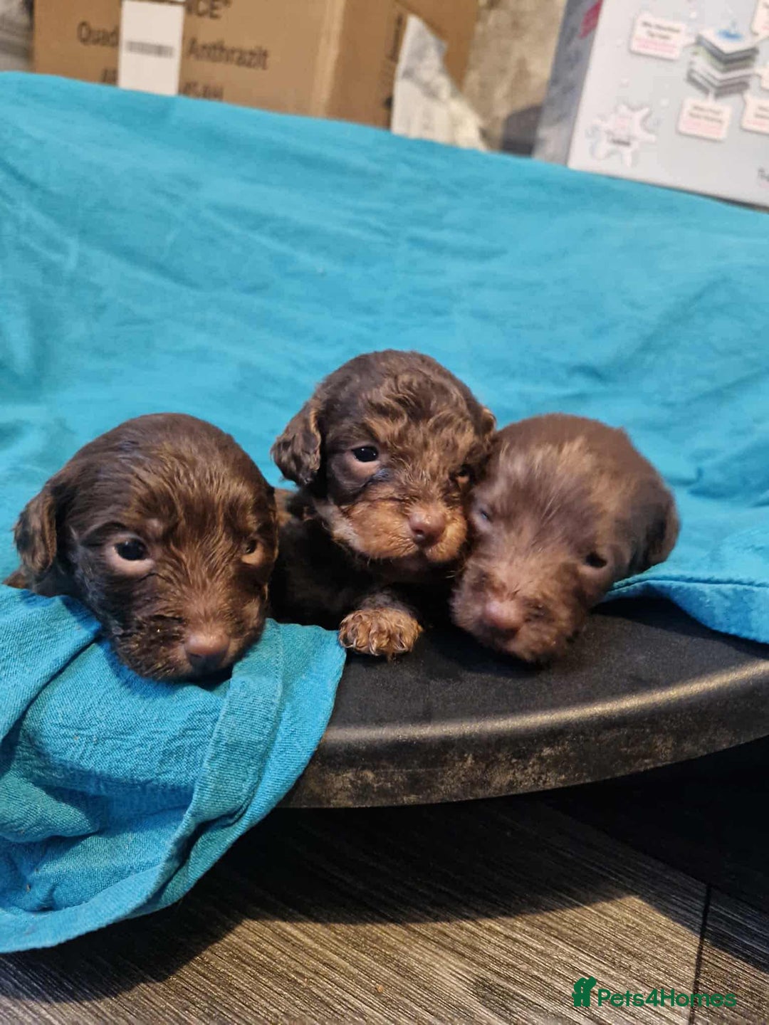 Jackapoo dogs for sale: Jackpot x gorgeous little puppies  - Image 1