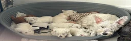 Westiepoo dogs for sale: Beautiful Westiepoo pups - Advert 5