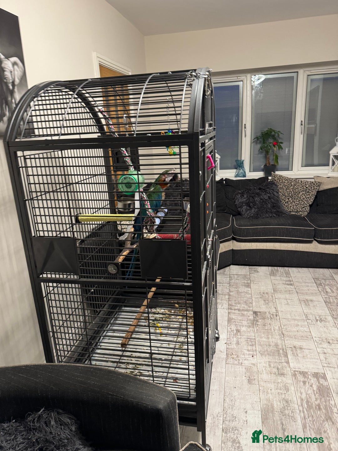 Macaws birds for sale: Harlequin macaw  - Image 10