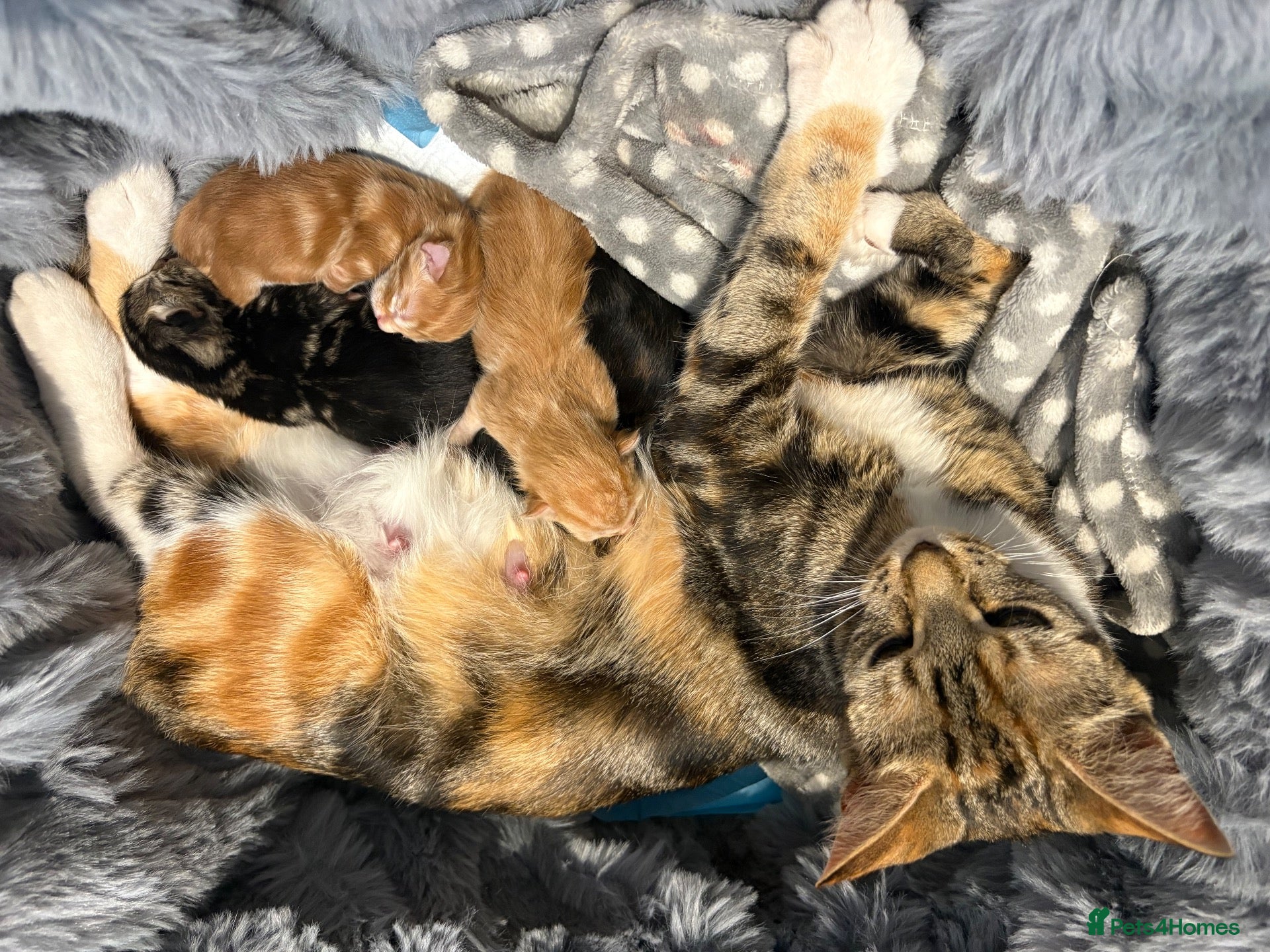Mixed Breed cats Beautiful Kittens - Advert 1