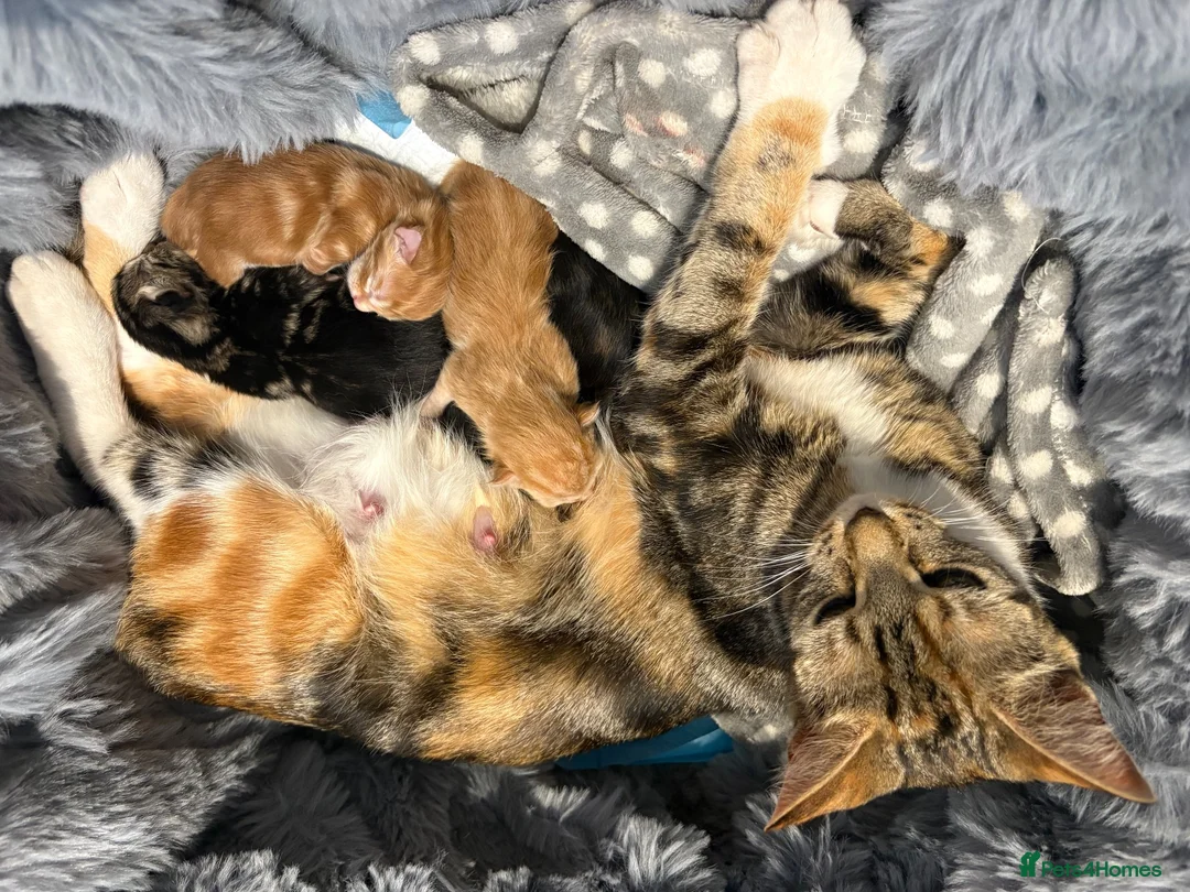 Mixed Breed cats for sale: Beautiful Kittens in Bilston - Advert 1