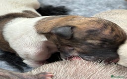 Whippet dogs for sale: Adorable KC reg Whippet puppies 🩷💙 - Image 7