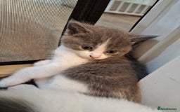 RagaMuffin cats for sale: 3 grey and white female kittens  - Image 22