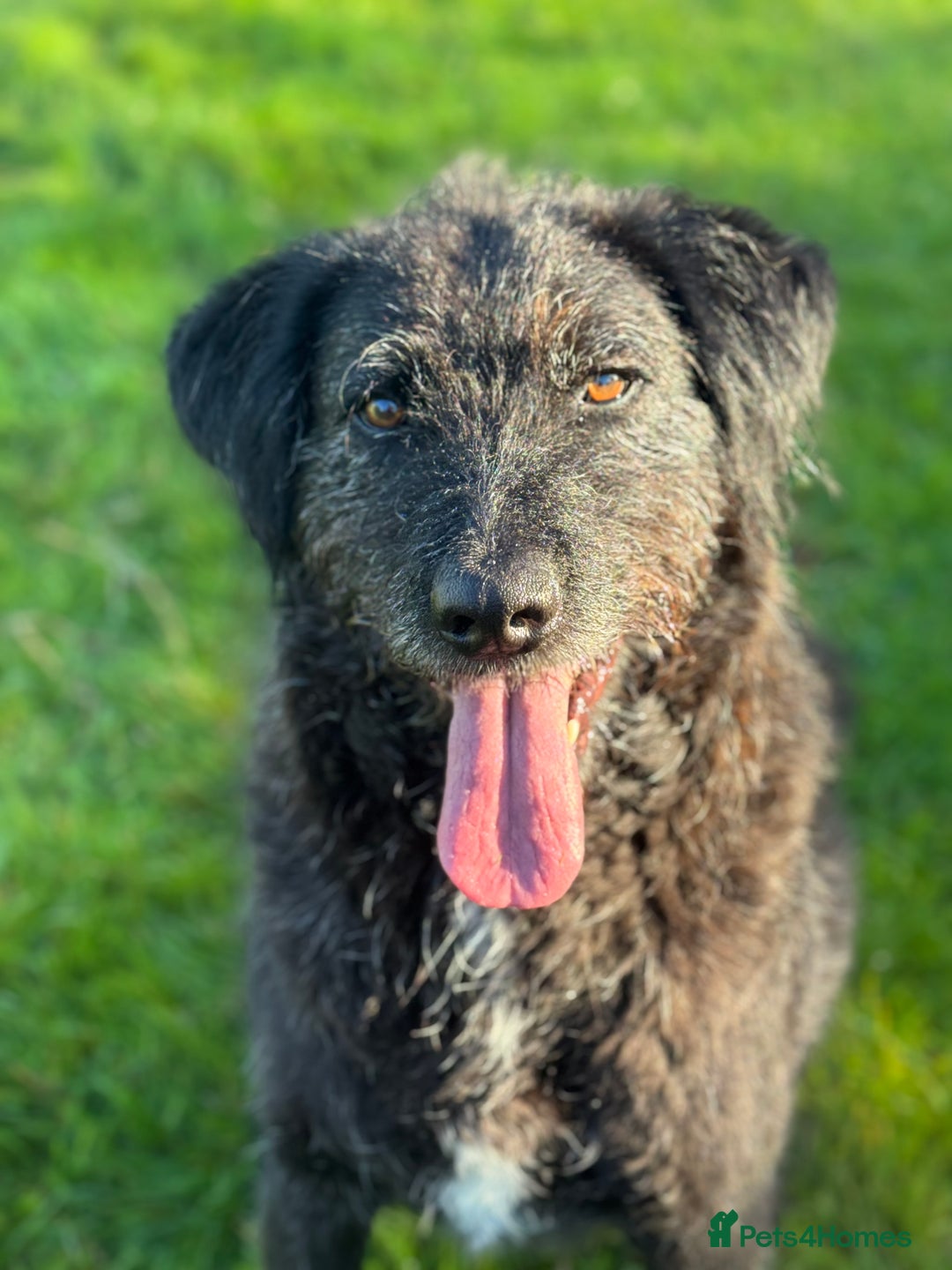 Mixed Breed dogs for adoption: Miro is desperate to find his special Person 💙 - Advert 11