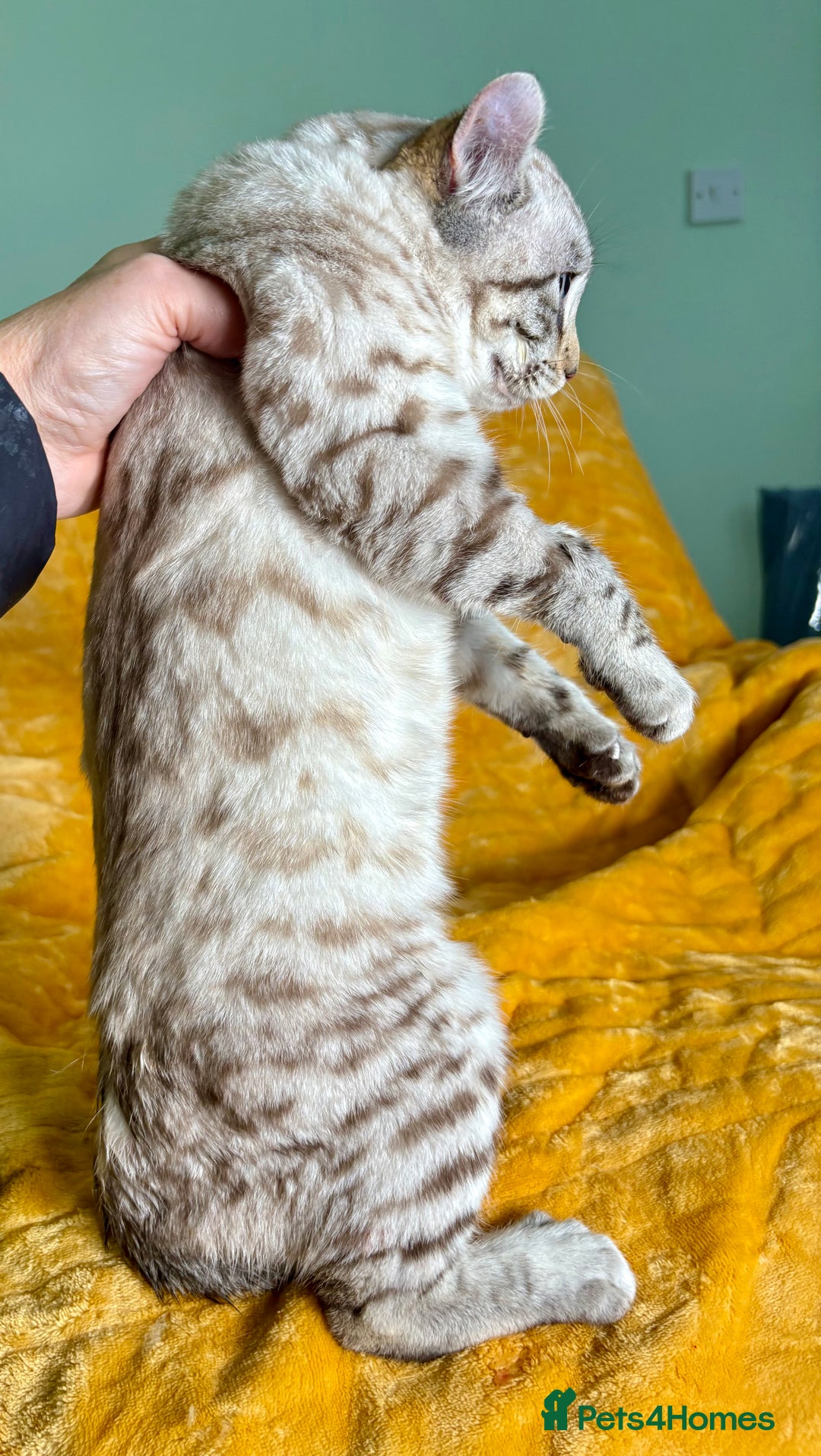 Keetso cats for sale: Super wild looking poly curled eared leopard  - Advert 6