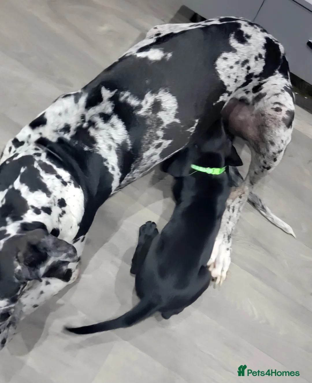 Great Dane dogs for sale: Chunky Black KC registered Great Dane puppy - Advert 5