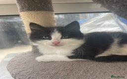 Maine Coon cats for sale: Maincoon cross British blue  - Image 2