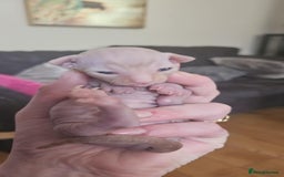 Sphynx cats for sale: Rare red tabby sphynx  - Image 21