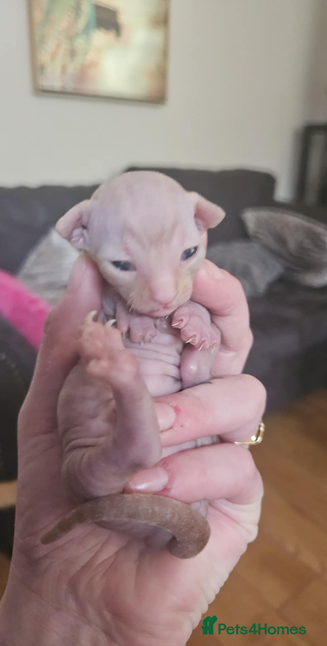 Sphynx cats for sale: Rare red tabby sphynx  - Image 21
