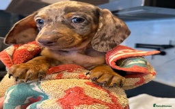 Miniature Dachshund dogs for sale: Beautiful Miniature Dachshunds Dapple Choc & cream - Image 11
