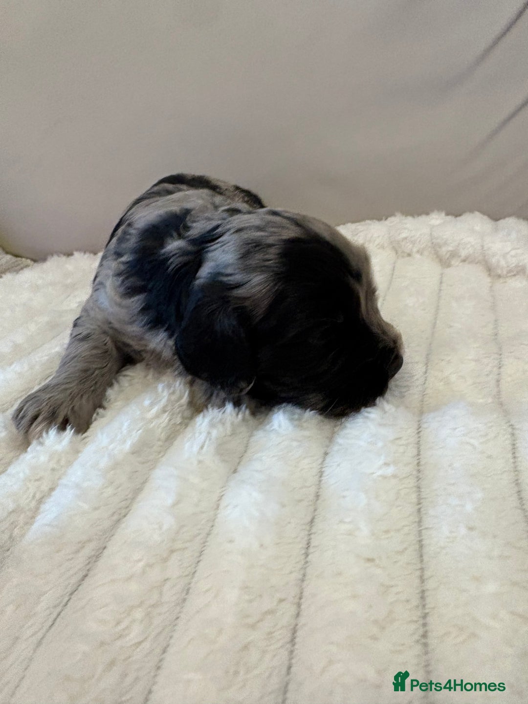 Cockapoo dogs for sale: Cockapoo litter  - Advert 18