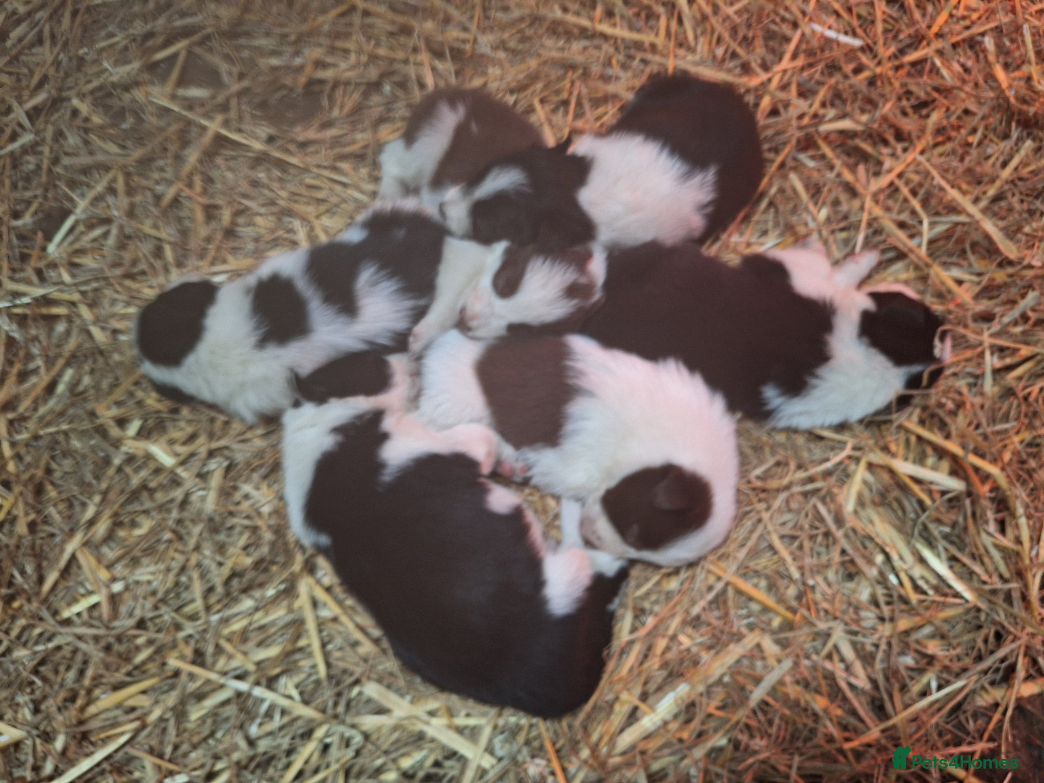 Border Collie dogs for sale: Lovely farm bred Border Collie puppies in Brackley - Advert 5