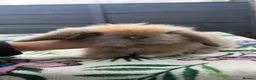 Mini Lion Lop rabbits for sale: Beautiful Mini Lion Lop Boys - Advert 4