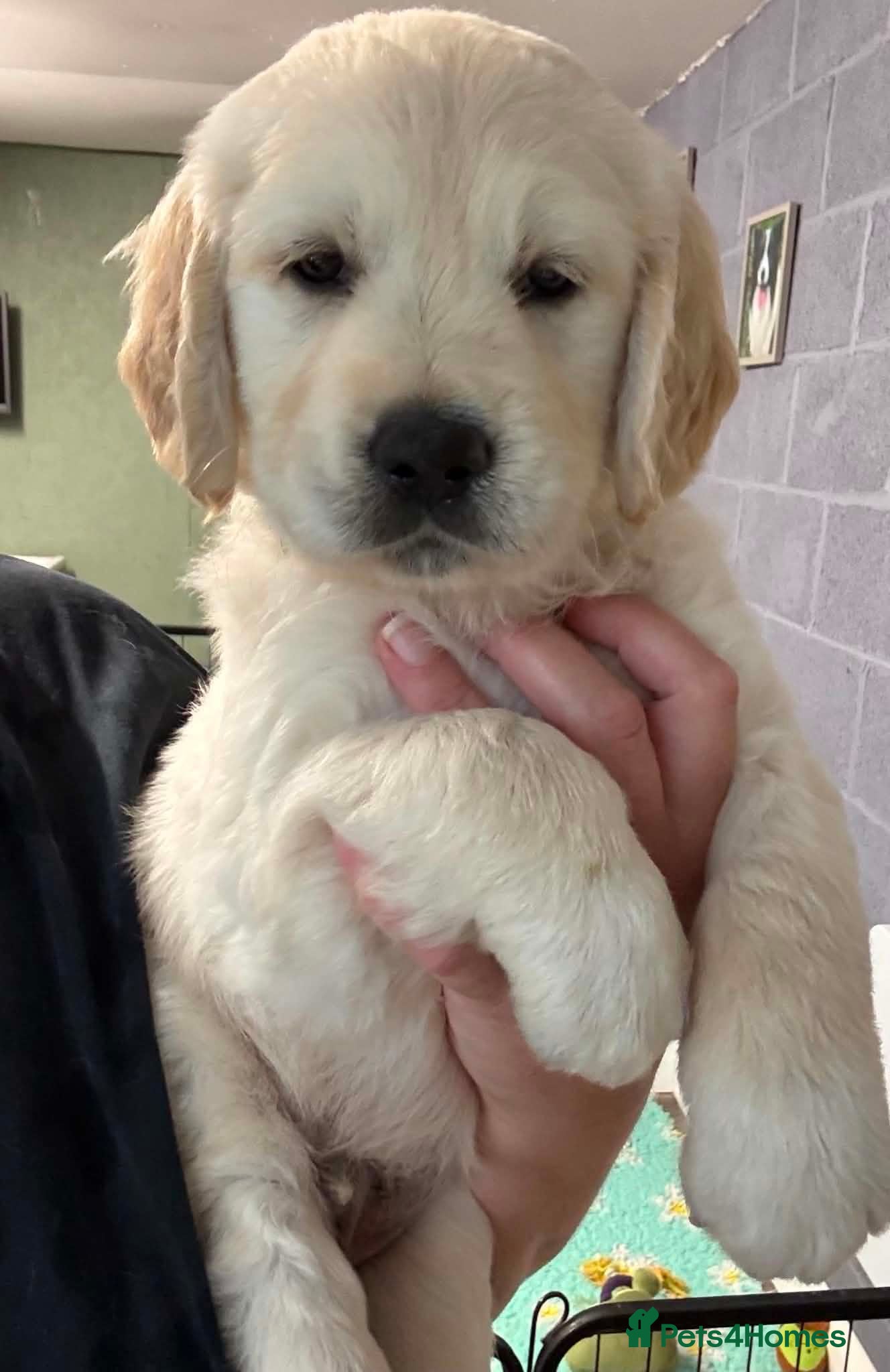 Golden Retriever dogs Chunky KC Golden Retriever Puppies - Advert 8