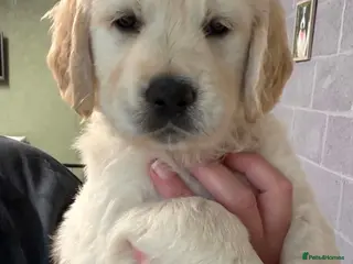 Golden Retriever dogs Chunky KC Golden Retriever Puppies - Advert 8