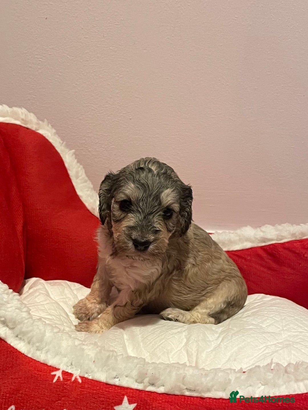 Cockapoo dogs for sale: 8 gorgeous F1 Cockapoos - Advert 20