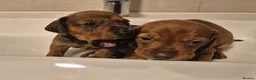 Miniature Dachshund dogs for sale: Miniature Dachshund Puppies  in Caernarfon - Advert 7