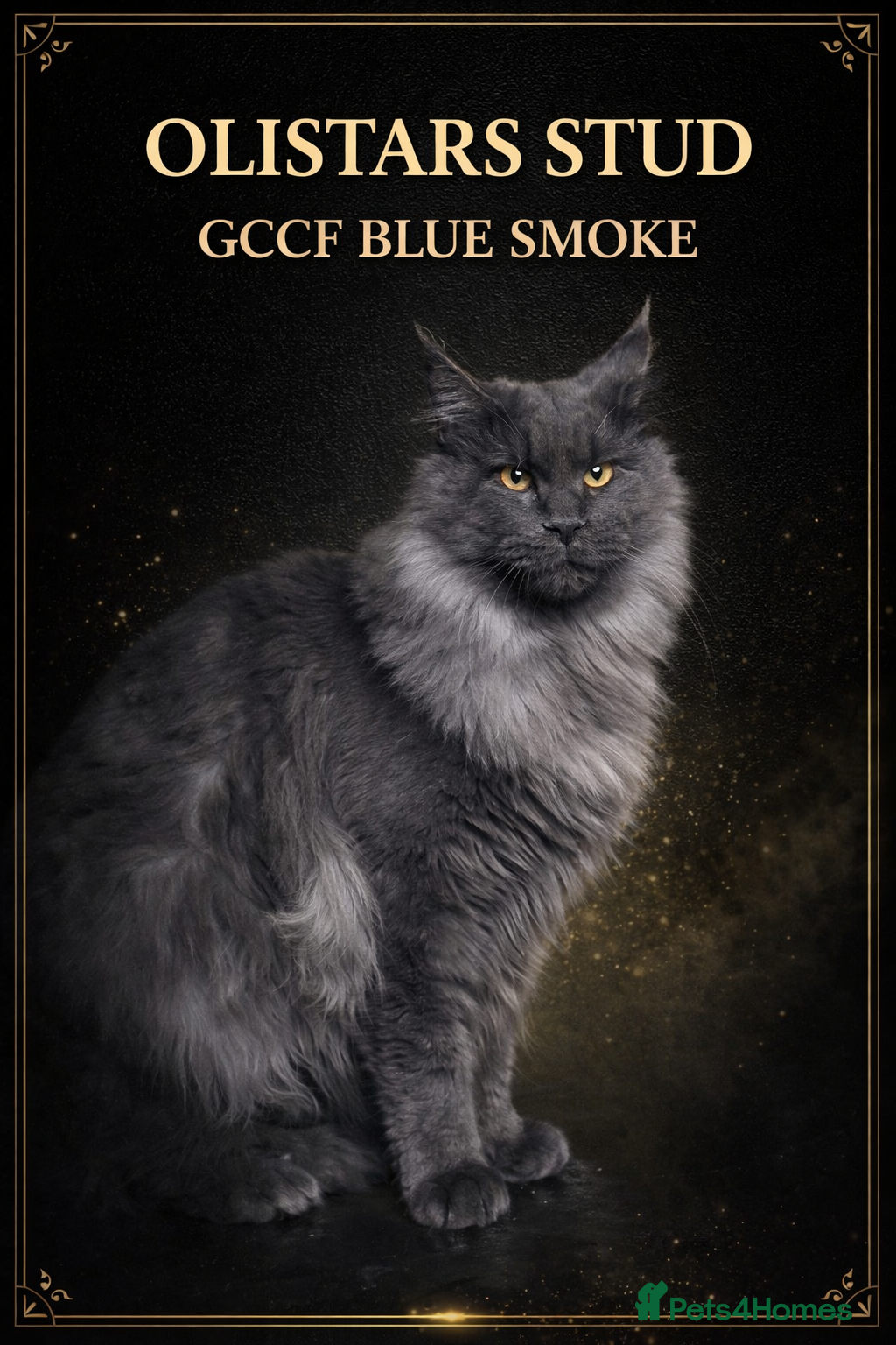 Maine Coon cats Gccf blue smoke male - Advert 6