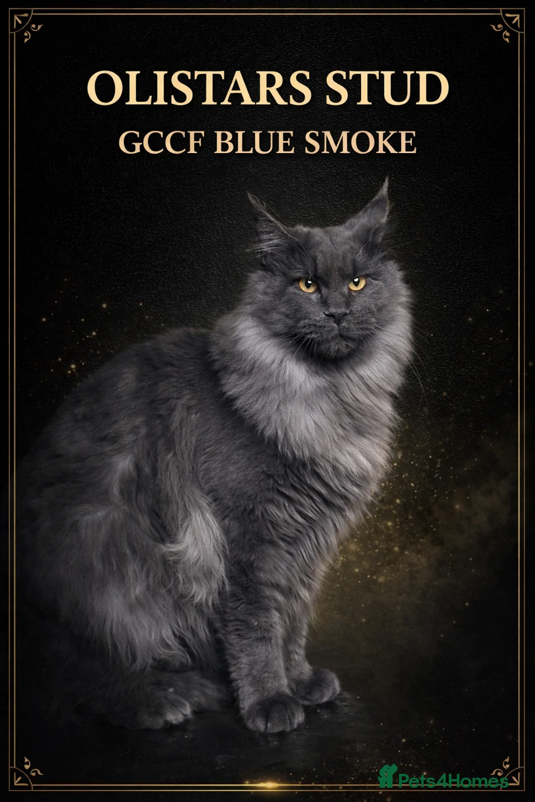 Maine Coon cats for stud: Gccf blue smoke male - Advert 1