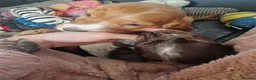 Cocker Spaniel dogs for sale: Here are 3 gorgeous cocker spaniel pups  - Advert 17
