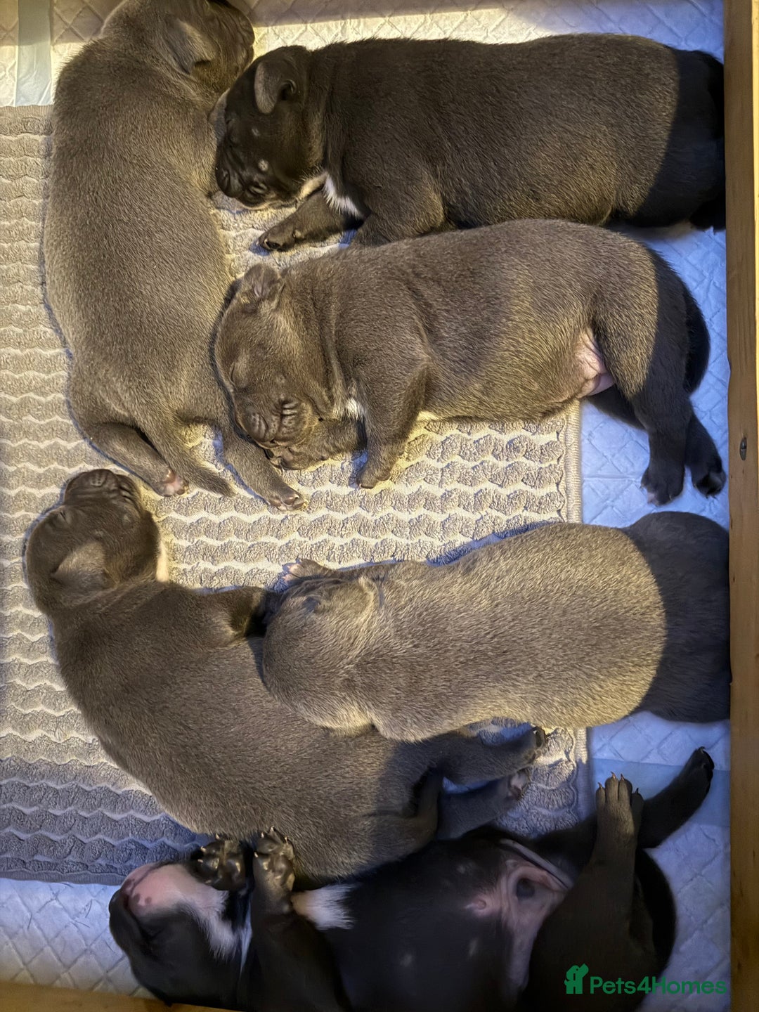 Staffordshire Bull Terrier dogs for sale: Lovely kc reg Staffordshire bull terrier puppies  - Image 28