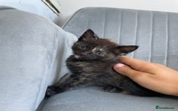 Mixed Breed cats for sale: Adorable kittens  - Image 7