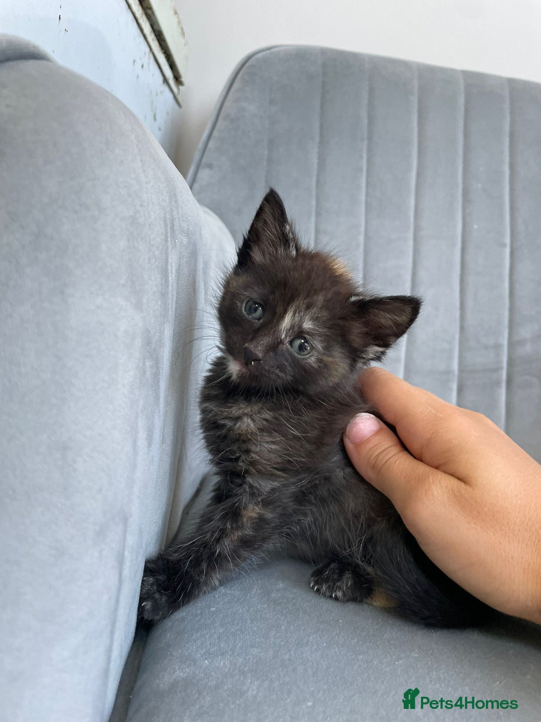 Mixed Breed cats for sale: Adorable kittens  - Image 7