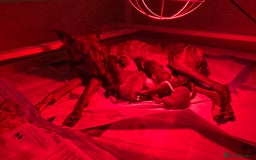 Whippet dogs for sale: Whippet pups  - Image 12
