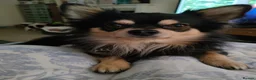 Chihuahua dogs for stud: Stud chihuahua in Exmouth  - Advert 7