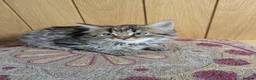 Mixed Breed cats for sale: 🐾 Beautiful Half Bengal Kittens – Ready Now in Gainsborough - Advert 4