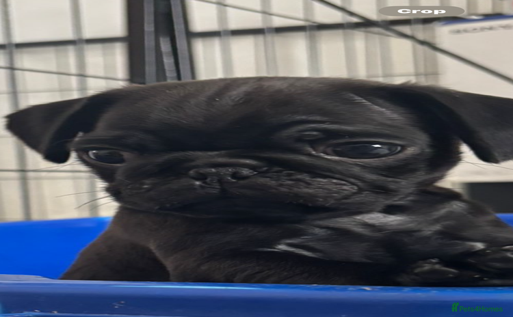 Pug dogs - Advert 9