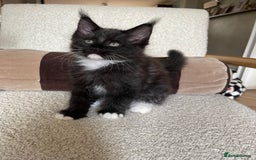 Maine Coon cats for sale: Mainecoons  - Image 9