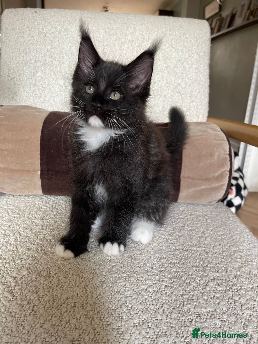 Maine Coon cats for sale: Mainecoons  - Image 9