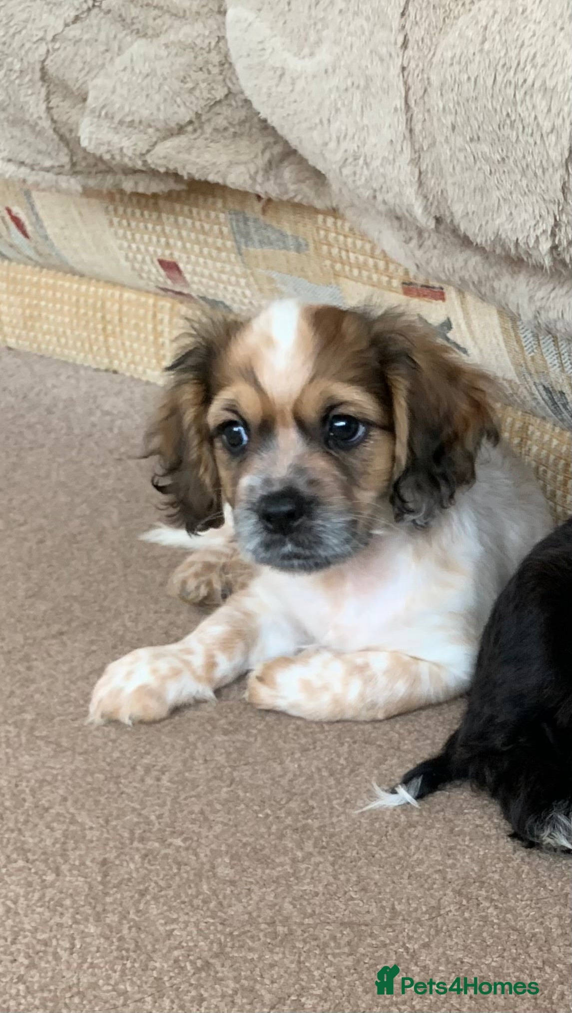 Mixed Breed dogs 1 Beautiful Shih Tzu x - Advert 14