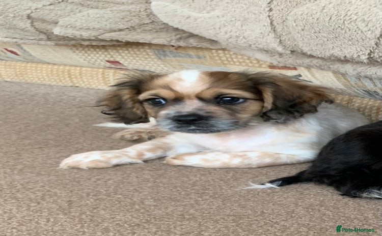 Mixed Breed dogs 1 Beautiful Shih Tzu x - Advert 3