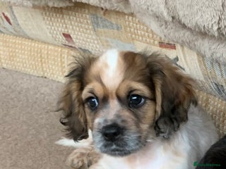 Mixed Breed dogs 1 Beautiful Shih Tzu x - Advert 2