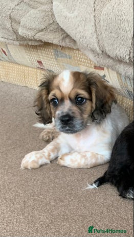 Mixed Breed dogs 1 Beautiful Shih Tzu x - Advert 1