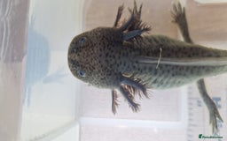 Axolotl reptiles for sale: Axolotls - Image 9