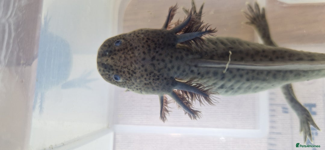 Axolotl reptiles for sale: Axolotls - Image 9