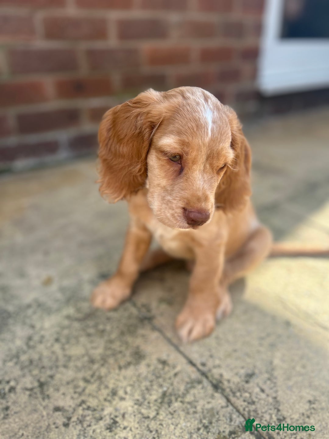 Cocker Spaniel dogs for sale: ONE LEFT - Ready to go - Beautiful Family-Raised - Image 10