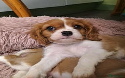 Cavalier King Charles Spaniel dogs for sale: King Charles cavalier 1 boy left!  - Image 4