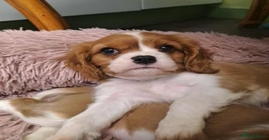 Cavalier King Charles Spaniel dogs - Advert 11