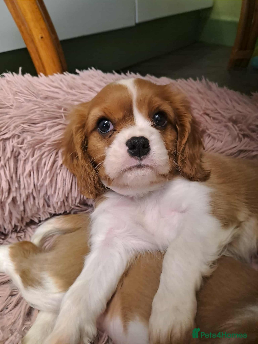 Cavalier King Charles Spaniel dogs for sale: King Charles cavalier 1 boy left!  - Image 4