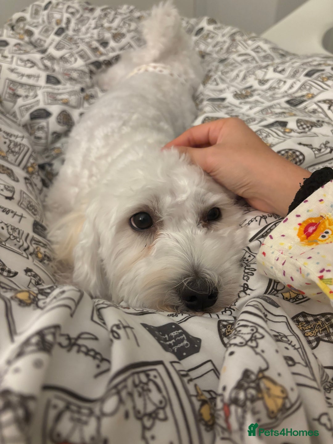 Bichon Frise dogs for sale: 1 year old Bishon looking for new home  - Image 4