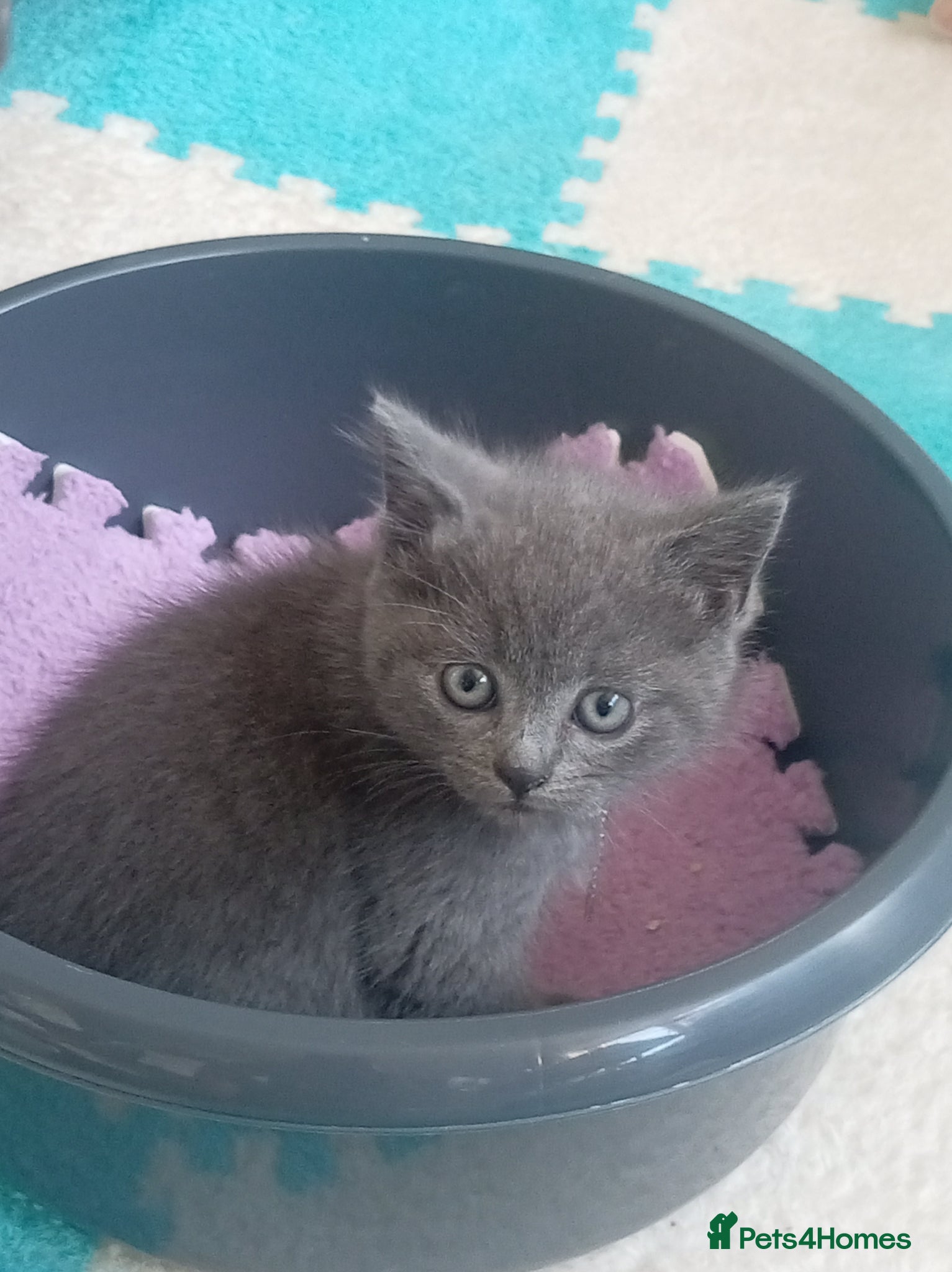 Mixed Breed cats Adorable Kittens for Sale – 2 Boys, 1 Girl  - Advert 5