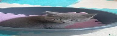 Russian Blue mixed Kitten 1
